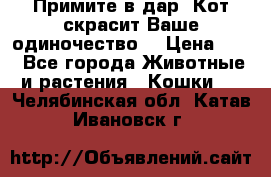 Примите в дар. Кот скрасит Ваше одиночество. › Цена ­ 0 - Все города Животные и растения » Кошки   . Челябинская обл.,Катав-Ивановск г.